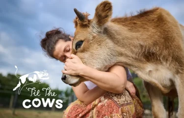 A woman crouches gently, embracing a light brown cow in a peaceful outdoor setting, showing a moment of tenderness and connection. The logo for ’Til The Cows Come Home, featuring a playful cow illustration, appears in the bottom left corner.